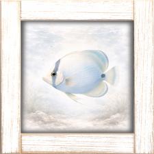 12x12 Framed Butterfly Fish